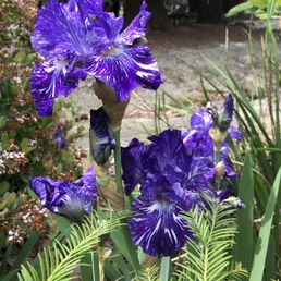Iris blooming in spring season