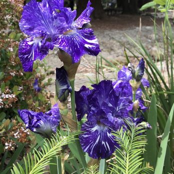 Serra Park - Iris blooming in spring season - Parks Near Me - Sunnyvale, California