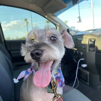Z Dog Grooming - My dog - Pet Groomers Near Me - Las Vegas, Nevada
