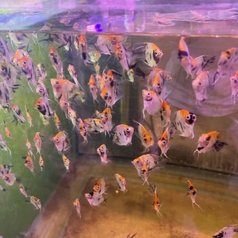 CK Aquarium - koi angelfish - Local Fish Stores Near Me - San Gabriel, California CK Aquarium - koi angelfish - Local Fish Stores Near Me - San Gabriel, California