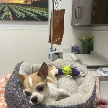 Pet Emergency Center - Emergency Pet Hospital Near Me - Mount Vernon, Washington Pet Emergency Center - Emergency Pet Hospital Near Me - Mount Vernon, Washington