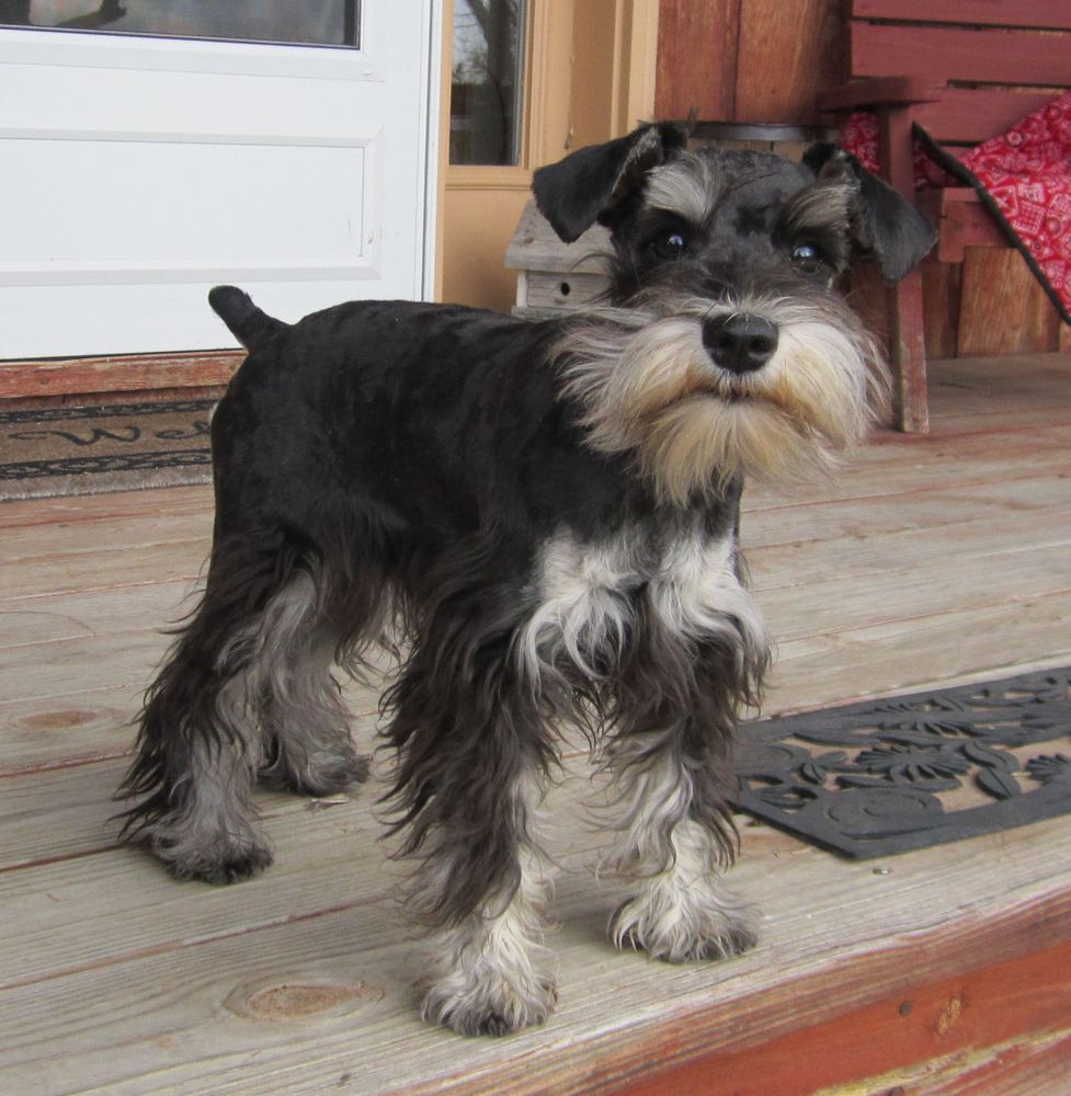 SWAFFORD FAMILY SCHNAUZERS Request Information 32 Photos 2305
