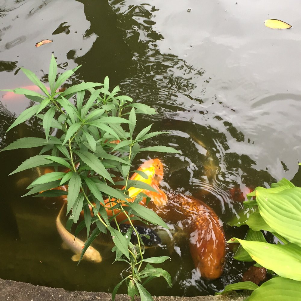 Blue Gables Bed & Breakfast - Koi pond - Bed & Breakfast Near Me - Niagara Falls, Ontario