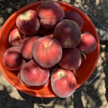 Peter Wolfe Farm - Huge sweet white peach!!!!! Always the best one in Brentwood! - Farmers Market Near Me - Brentwood, California Peter Wolfe Farm - Huge sweet white peach!!!!! Always the best one in Brentwood! - Farmers Market Near Me - Brentwood, California