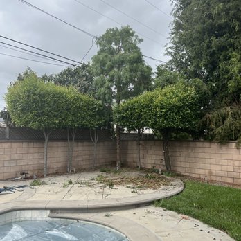 3D Tree Services, Inc. - Trees needed pruning - Tree Services Near Me