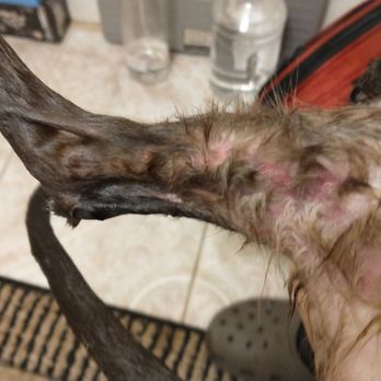 Beechnut Animal Hospital - I was not told of these weird marks. - Veterinarians Near Me - Houston, Texas