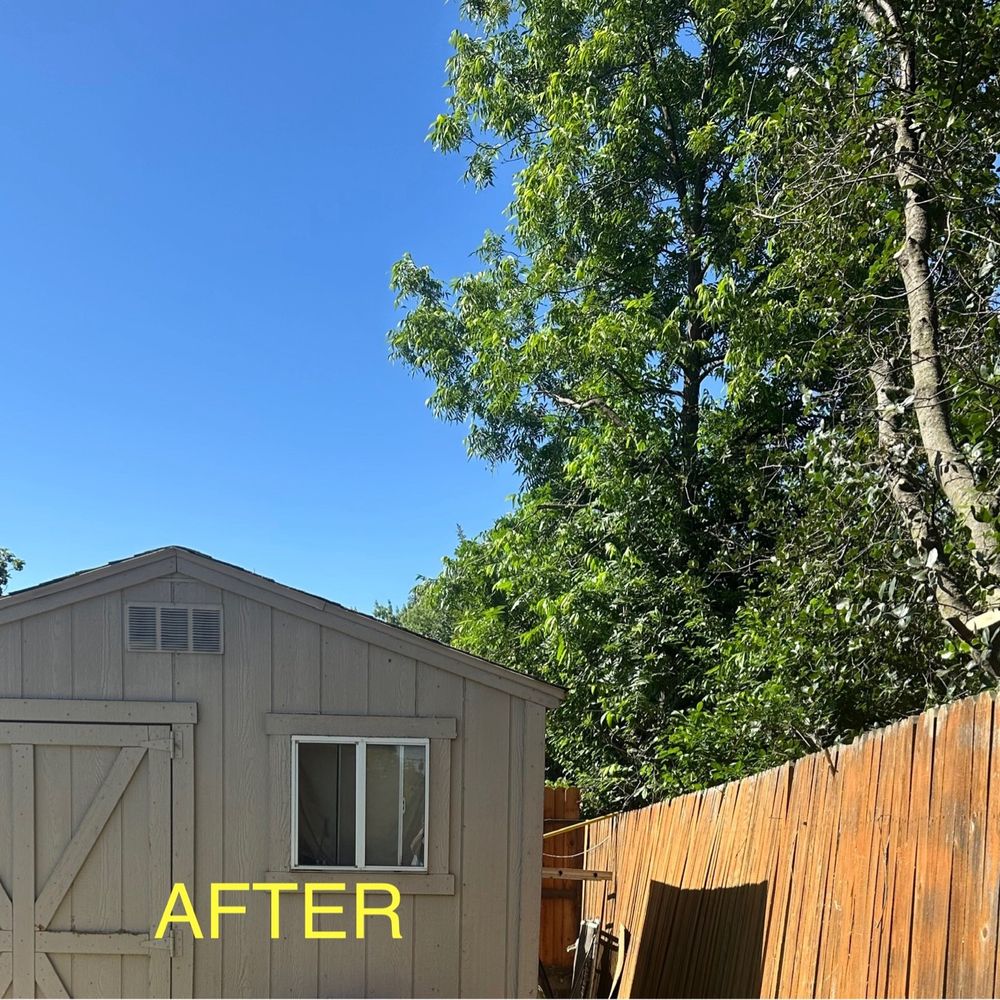 Arbor Evergreen - After trees were trimmed all cleaned up - Tree Services Near Me