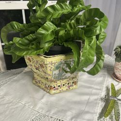 Take Root - Hurricane fern