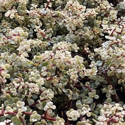 Bonilla Nurseries
