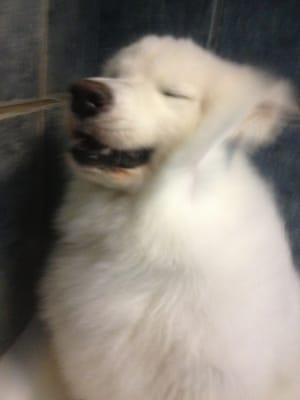 Furside East Atlanta Pet Grooming by null