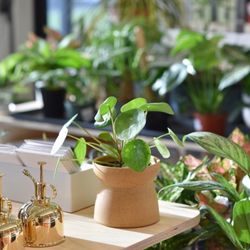 Plantify - The Chinese money plant is often associated with the concept of bringing good fortune and prosperity, which is why it has earned its common