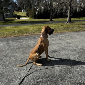 Training With Karen - Pet Training Near Me Training With Karen - Pet Training Near Me