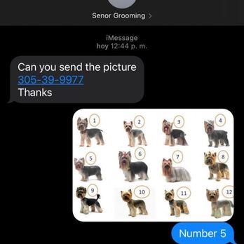 Pet Poodle - Here's the screenshot - Pet Sitting Near Me - Miami, Florida