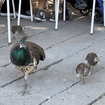 Castelo de S. Jorge - Baby peacocks! - Landmarks & Historical Buildings Near Me - Lisbon, 11