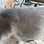 Photo of Dogtopia