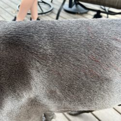 Dogtopia - These are lacerations / scratches bleeding through his fur after he was brought home and given a bath.