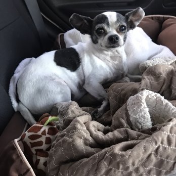TrueCare for pets - Bubba post treatment on his way home. He came out smelling like fresh linens. - Veterinarians Near Me - Studio City, California TrueCare for pets - Bubba post treatment on his way home. He came out smelling like fresh linens. - Veterinarians Near Me - Studio City, California
