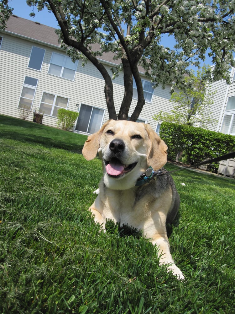 Fur and Feathers Pet Care - pet boarding facility in Addison, IL
