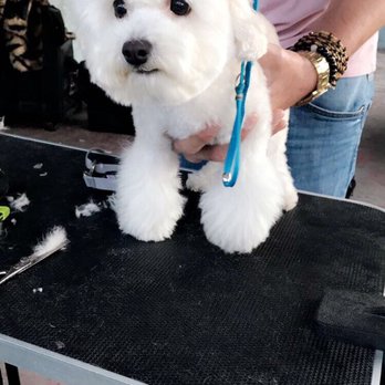 Golden Shears Pet Styling - Pet Groomers Near Me Golden Shears Pet Styling - Pet Groomers Near Me