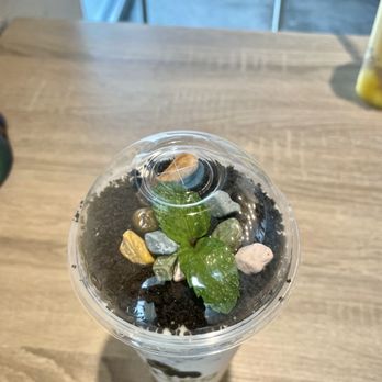 Artea - Bonsai Milk Tea - Bubble Tea Near Me - San Antonio, Texas Artea - Bonsai Milk Tea - Bubble Tea Near Me - San Antonio, Texas