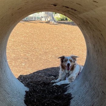 Joslyn Park - Betty Mae taking a break from playing - Parks Near Me - Santa Monica, California Joslyn Park - Betty Mae taking a break from playing - Parks Near Me - Santa Monica, California