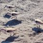 Jupiter Beach