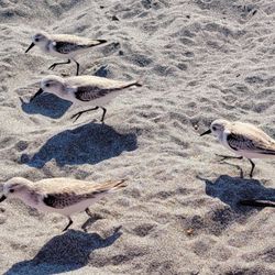 Jupiter Beach - Yes, I am feeding the birds