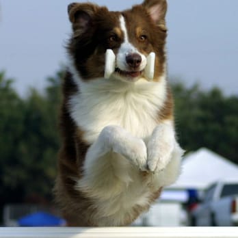 Austin Canine Central - Flame! - Pet Training Near Me - Austin, Texas Austin Canine Central - Flame! - Pet Training Near Me - Austin, Texas