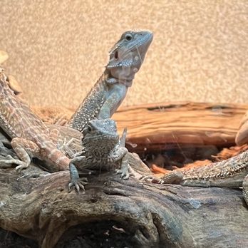 Pet Planet - Pet Planet at 272 S. Decatur Blvd 10/21/2023 Baby bearded dragons - Pet Stores Near Me - Las Vegas, Nevada