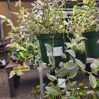 Moana Nursery - Sparks - Nurseries & Gardening Near Me - Sparks, Nevada Moana Nursery - Sparks - Nurseries & Gardening Near Me - Sparks, Nevada