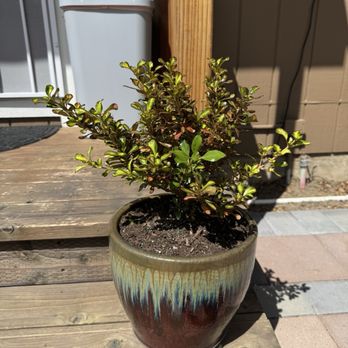 Evergreen Nursery - Coprosma plant has a high glossy almost waxy look to it. I just call it my shiny plant. - Nurseries & Gardening Near Me - San Leandro, California