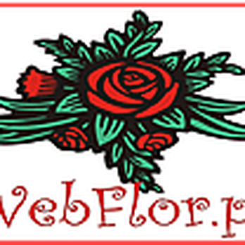 Webflor.pt - Florists Near Me - Lisbon, 11