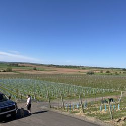 1365 Church Street Vineyard & Winery - Vineyard