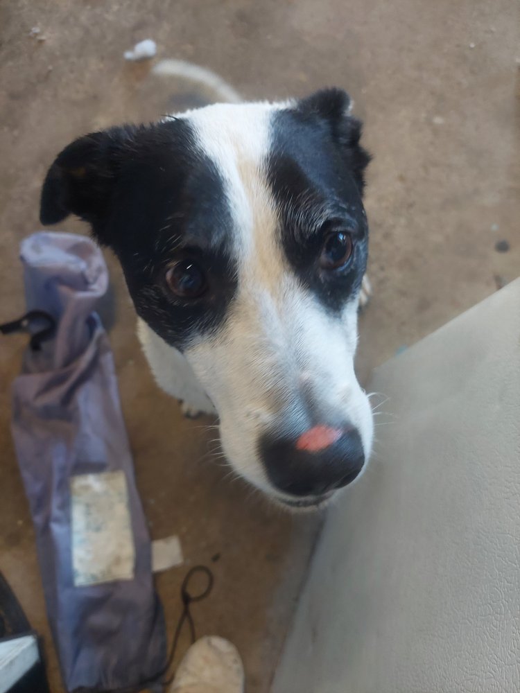 AMYS DOG GROOMING 24 Photos & 14 Reviews 1305 Hancock Rd, Bullhead