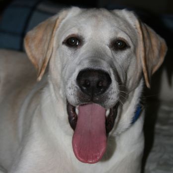 Dawgs N Whiskers - Pet Stores Near Me - Sandy, Utah