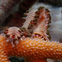 Sirena Scuba Certification - Fireworm, Bonaire