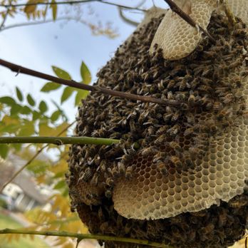 Busy Bee Removal - Pest Control Near Me - Burbank, California