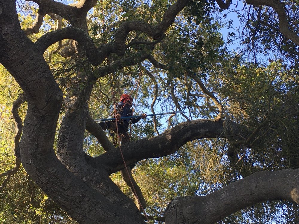 WEST COAST TREE CO. - Updated May 2025 - 145 Photos &amp; 54 Reviews - 550 ...