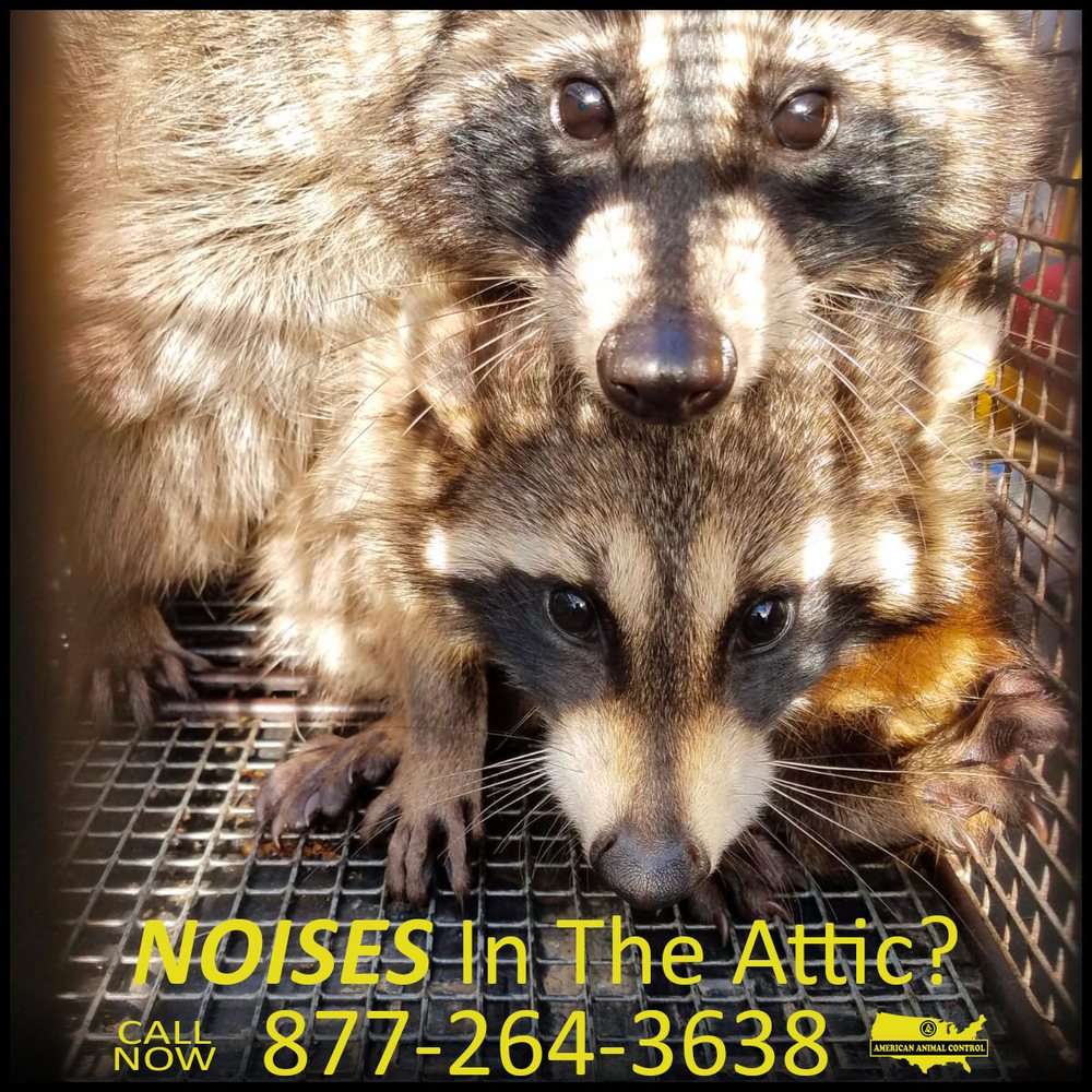 AMERICAN ANIMAL CONTROL Updated August 2024 Kokomo, Indiana Pest