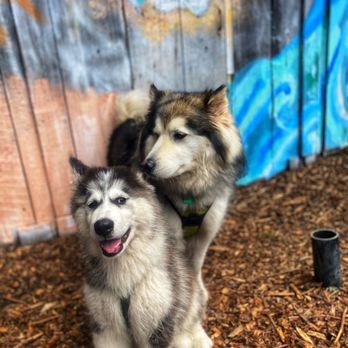 Sandy Paws Pet Care - Best friends! - Dog Walkers Near Me Sandy Paws Pet Care - Best friends! - Dog Walkers Near Me