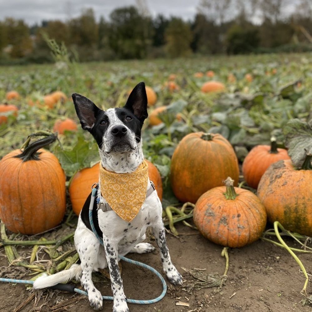 Muddy Boots Pumpkin Patch & Corn Maze - Dog with pumpkins - Pumpkin Patches Near Me - Duvall, Washington Muddy Boots Pumpkin Patch & Corn Maze - Dog with pumpkins - Pumpkin Patches Near Me - Duvall, Washington