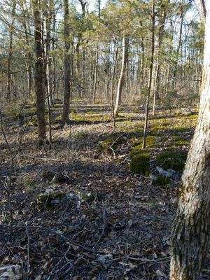 Cedars of Lebanon State Park by null