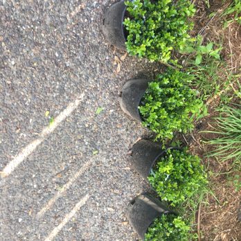 Rolling Ridge Nursery - New baby box woods - Nurseries & Gardening Near Me - Webster Groves, Missouri