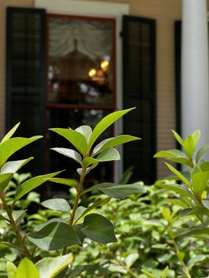 The Gilded Perch by null