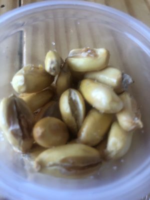 Mr Ceviche Biscayne Blvd by null