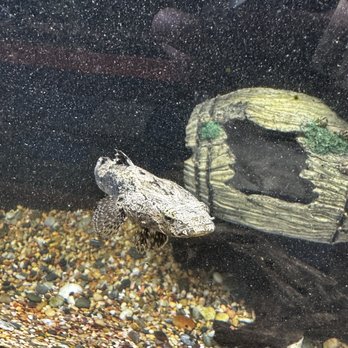 Fish N Tanks - Rock looking guy - Aquarium Services Near Me - Bakersfield, California
