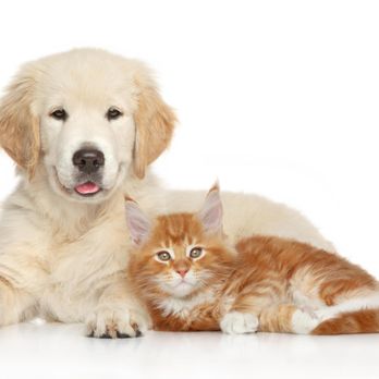 Pet Resources - Pet Stores Near Me - Bronx, New York Pet Resources - Pet Stores Near Me - Bronx, New York