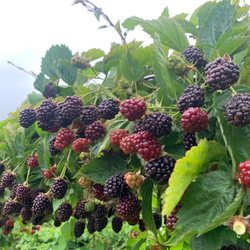 Albeke Farms - Blackberries