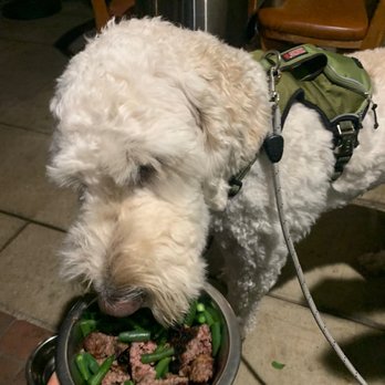 Rio Grill - Our pup enjoying the Ground Chuck burger and fresh green beans. He was extremely pleased with this meal. - American Near Me - Carmel-by-the-sea, California
