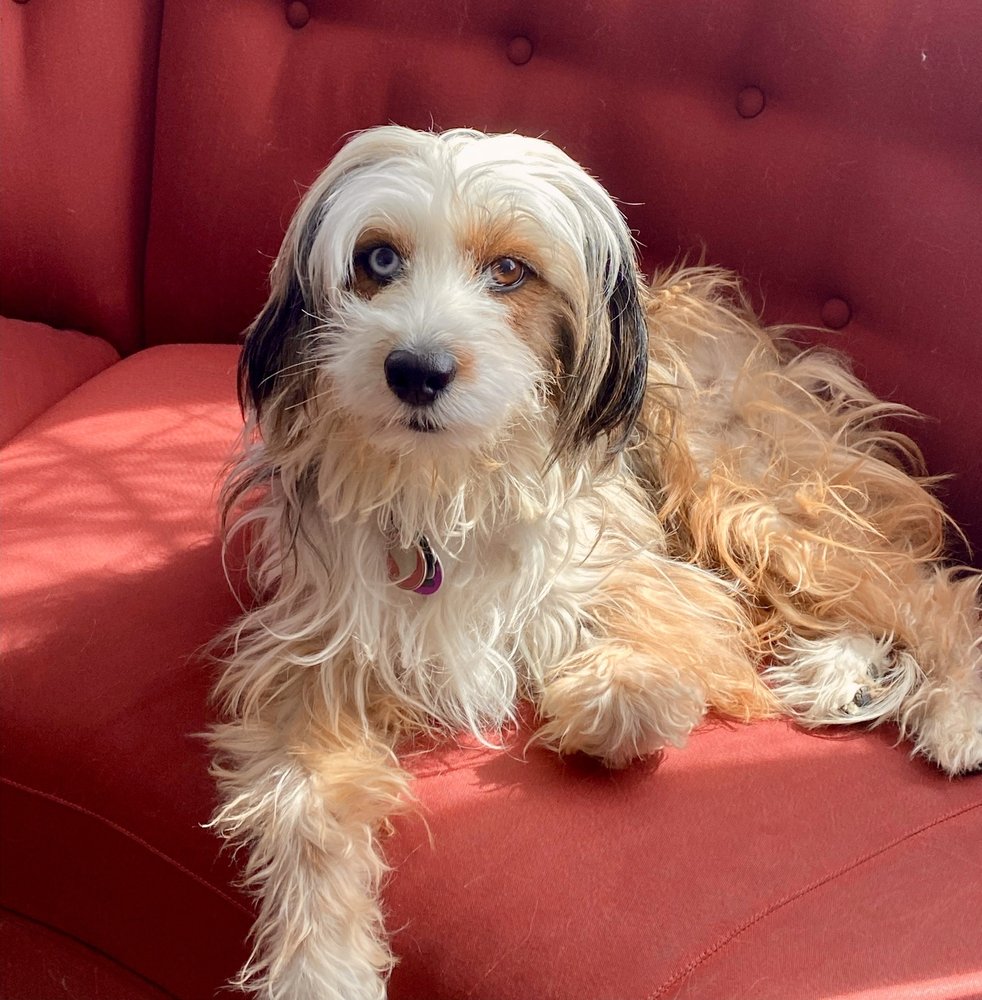 GOLD COAST CENTER FOR VETERINARY CARE 12 Photos & 12 Reviews 770